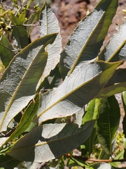 Spinoliva ilicifolia