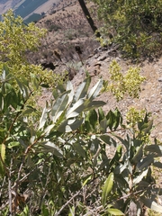 Spinoliva ilicifolia