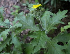 Andryala pinnatifida subsp. pinnatifida image