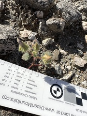 Eremalche rotundifolia