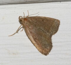 Zanclognatha protumnusalis