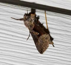 Autographa ampla
