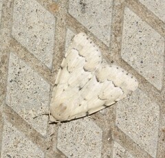 Acronicta innotata