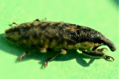 Lixus subtilis
