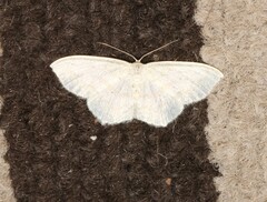 Scopula junctaria