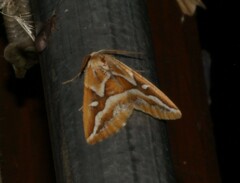 Caripeta angustiorata