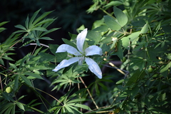 Bauhinia forficata
