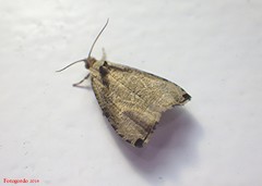 Olethreutes exoletum