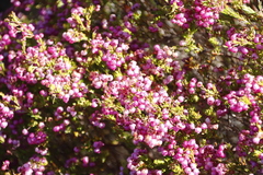 Erica multumbellifera