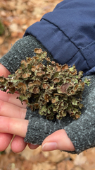 Tuckermanopsis orbata