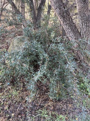 Berberis trifoliolata