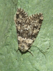 Bryophila domestica