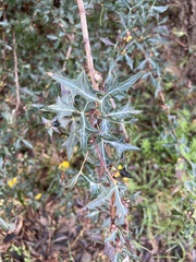 Berberis trifoliolata