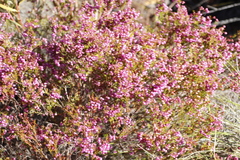 Erica multumbellifera