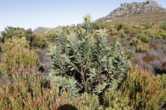Protea coronata