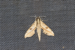 Xylophanes cosmius