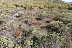 Erica multumbellifera