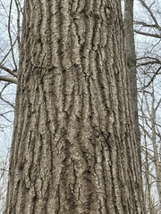 Quercus coccinea