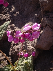 Calceolaria purpurea