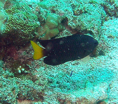 Pomacentrus philippinus