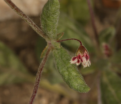 Eriogonum maculatum