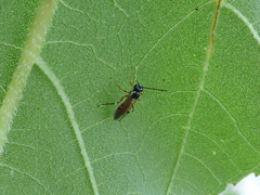 Diplazontinae