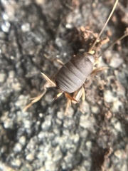 Myrmecophilus pergandei