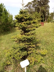 Abies koreana