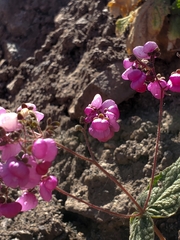Calceolaria purpurea