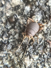 Myrmecophilus pergandei