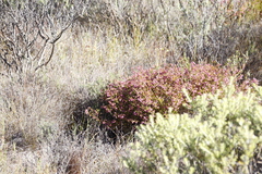 Erica multumbellifera