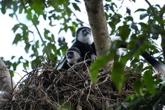 Colobus guereza matschiei