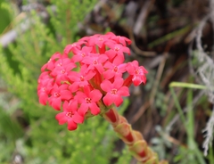 Crassula coccinea