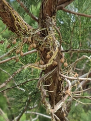 Dendrophylax porrectus