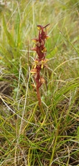 Disa pygmaea