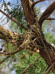 Dendrophylax porrectus