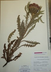 Cirsium drummondii