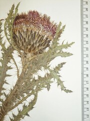 Cirsium drummondii