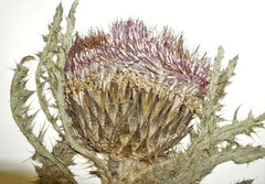 Cirsium drummondii