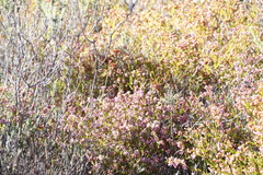 Erica multumbellifera