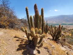 Trichocereus chiloensis