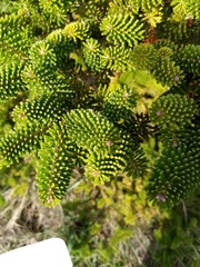 Abies koreana