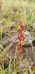 Disa pygmaea
