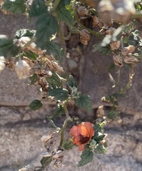 Sphaeralcea miniata