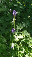 Phyteuma betonicifolium