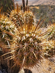 Trichocereus chiloensis