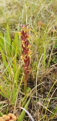 Disa pygmaea