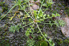 Matricaria discoidea