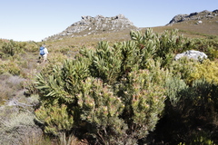 Protea lepidocarpodendron