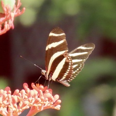 Heliconius charithonia